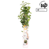 Lonicera Hybride 'Celestial - Ø15cm - ↕65cm