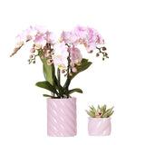 Coffret plantes Saint-Valentin avec orchidée rose et succulente