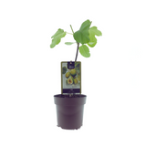 Plante artificielle ficus panaché Ø15 cm
