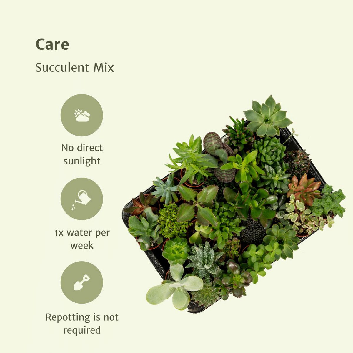Kalanchoe vibrant du mélange succulent