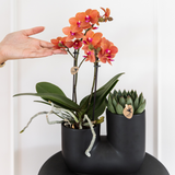 Lot de 4 orchidées Phalaenopsis orange avec pots