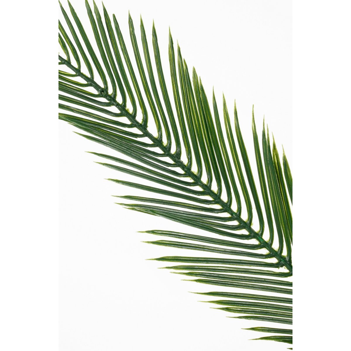 Vue d'ensemble de la plante Cycas artificielle dans un décor moderne