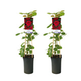 Lot de 2 rosiers grimpeurs rouges en pot Ø17 cm