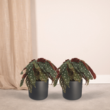 2x Begonia Maculata - Blad Begonia - 20 cm - Ø12