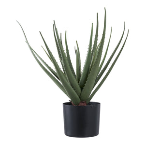 Plante décorative
