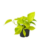Plante Epipremnum Golden Pothos Ø12 cm 15 cm de haut