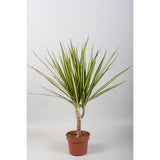 Dracaena Sunray Single Stam - Plante d'intérieur élégante avec feuilles vertes