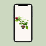 Sinocalyycanthus 'Hartlage Wine'® - Ø13 - ↨20cm