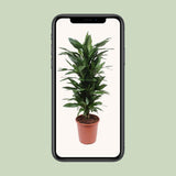 Dracaena Janet Lind - Ø27cm - ↕110cm