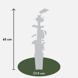 4x - Ivy Algeriensis 'Gloire de Maren' - ↨65cm - Ø15