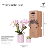 Coffret plantes Saint-Valentin avec orchidée rose et succulente