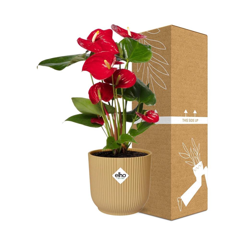 Anthurium rouge - vue rapprochée des fleurs