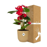 Anthurium rouge - vue rapprochée des fleurs