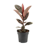 Ficus elastica Belize - Ø17cm - ↕55cm