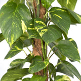 Vue latérale de l'Epipremnum Aureum - Hauteur de 80 cm