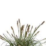 Carex Feather Falls - Ø23cm - ↕60cm - Ø19 - ↨40cm