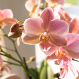 Orchidée Treviso rose avec pot Ø9 cm