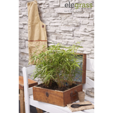 Fargesia Rufa - Bambou non proliférant - Ø29cm - ↕80cm - Ø14 - ↨40cm