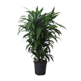 Dracaena Frag. Janet Craig - Ø27cm - ↕120cm