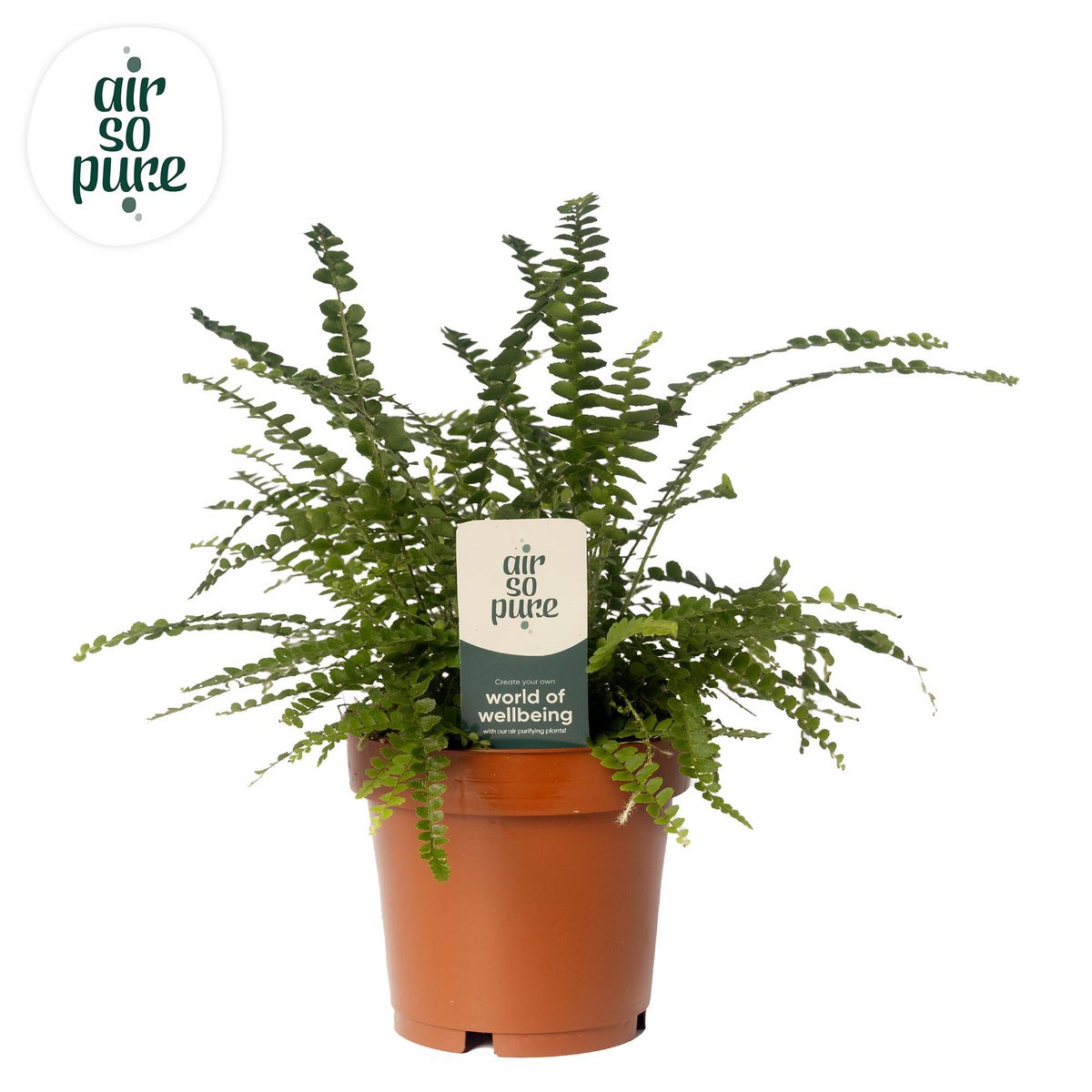 Nephrolepis Cordifolia Duffii en pot de 12 cm, feuillage vert luxuriant