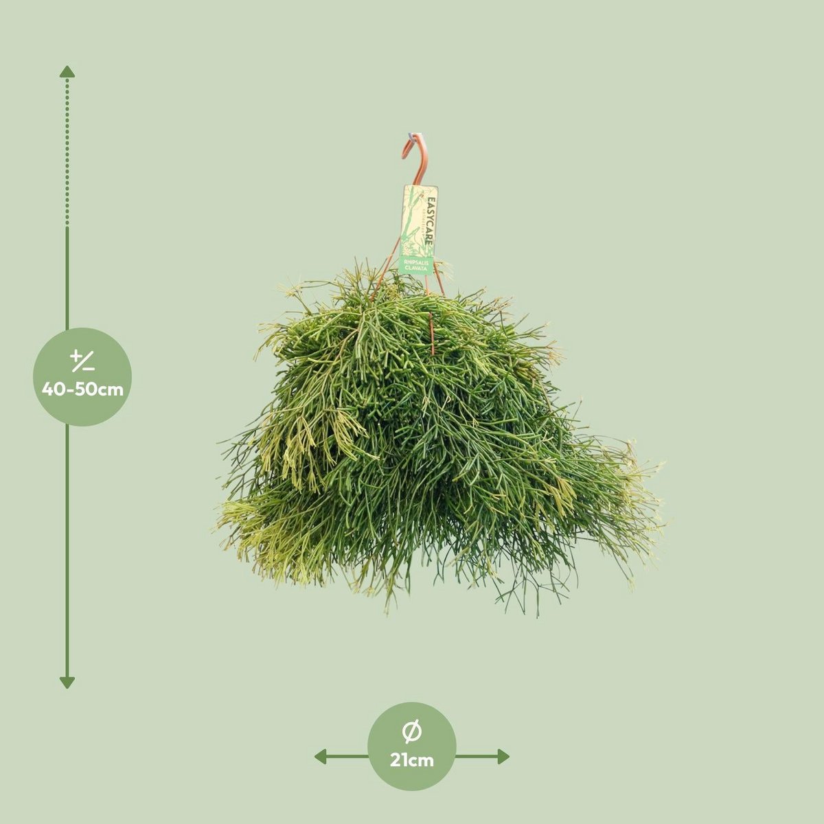 Rhipsalis en forme - Ø21cm - ↕50cm