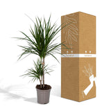 Dracaena marginata - Dragonnier - Ø17cm - ↕70cm