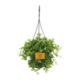 Peperomia rotundifolia - Ø15cm - ↕25cm