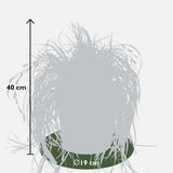 Carex Hachijoensis Evergold - Ø19cm - ↕40cm - Ø19 - ↨40cm