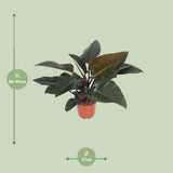 Plante Philodendron Congo diamètre 27 cm hauteur 80 cm
