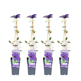 4x - Clematis le président - ↨65cm - Ø15