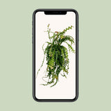Ephiphyllum anguliger Ø21 cm