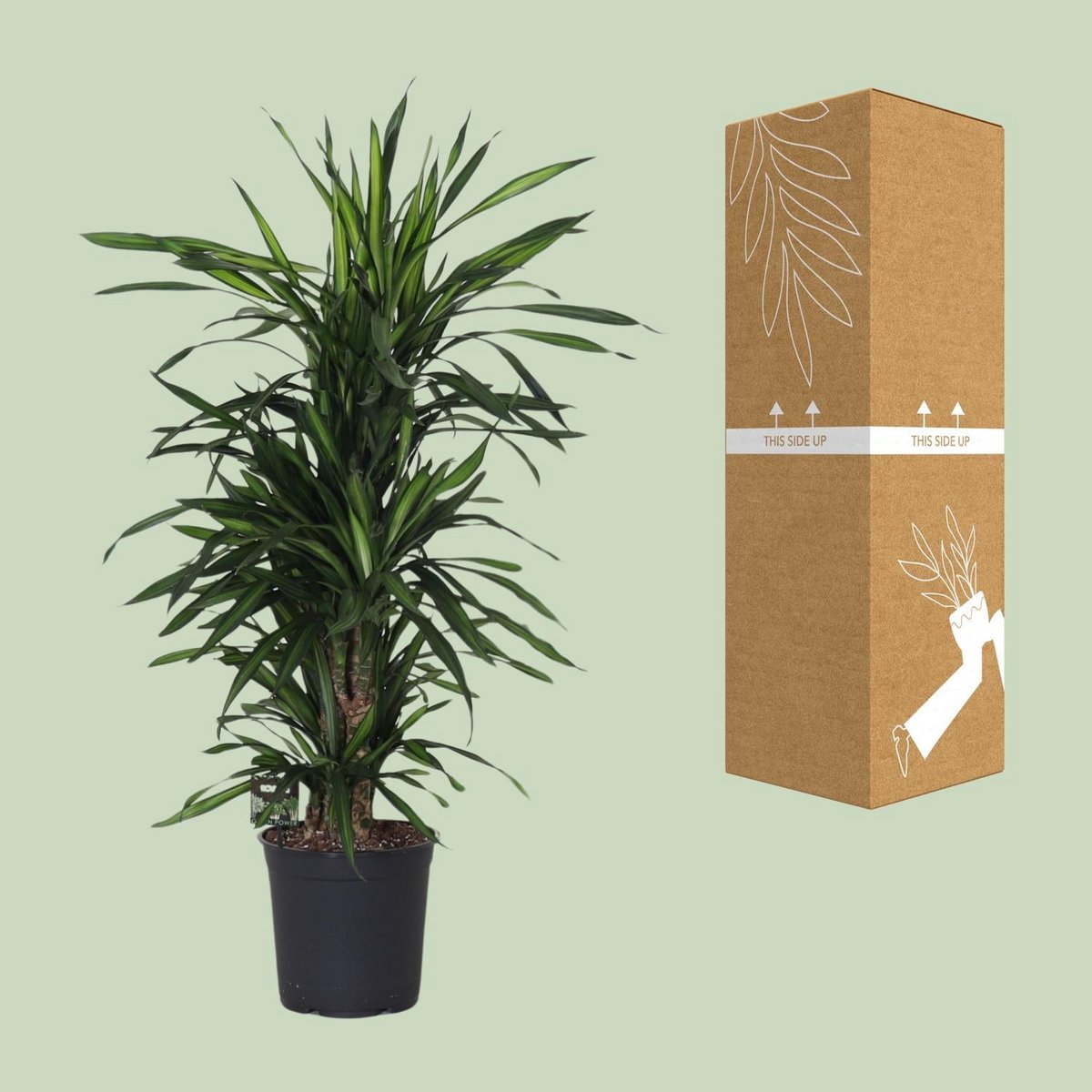 Détail des feuilles de la Dracaena Frag. Rikii - Texture et couleur