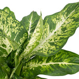 Dieffenbachia Mars - Voleur de Bagdad - Ø17cm - ↕50cm