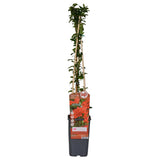 4x - Pyracantha coccinea «colonne rouge» - ↨65cm - Ø15