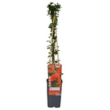 4x - Pyracantha coccinea «colonne rouge» - ↨65cm - Ø15