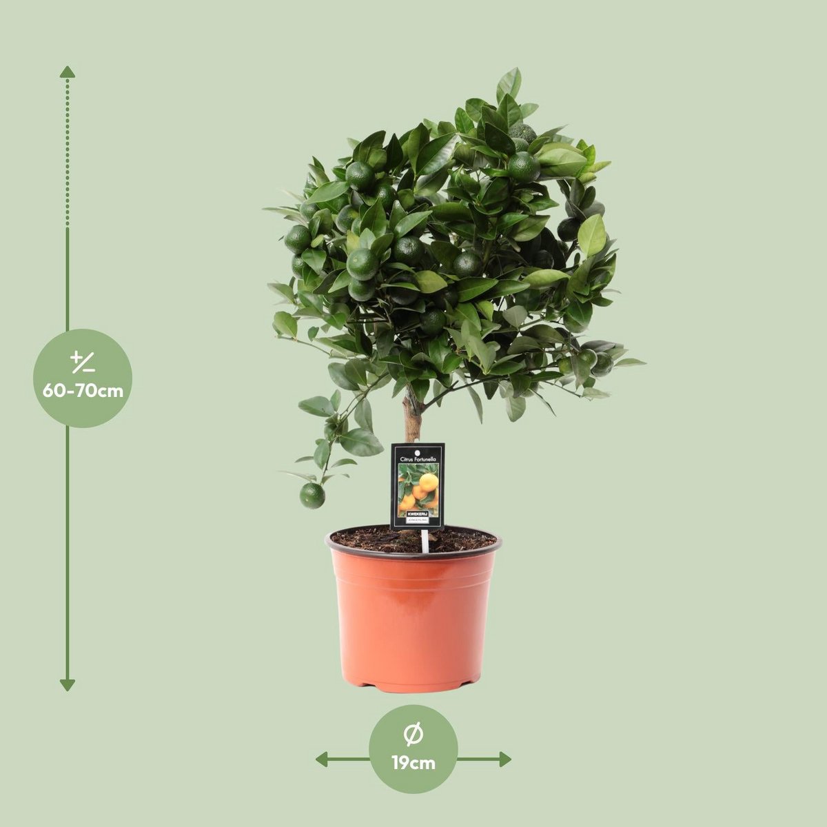 Citrus calamondin - Ø19cm - ↕65cm