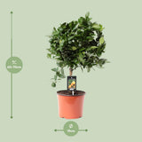 Citrus calamondin - Ø19cm - ↕65cm