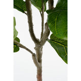 Plante Ficus sur une terrasse moderne