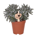 Plante succulente Tarentule verte en pot terre cuite