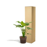 Ambiance intérieure avec Alocasia Cucullata