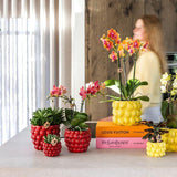Set plante orchidée Phalaenopsis rouge et succulentes en pot céramique