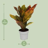 Codiaeum petra - Ø1117cm - ↕45cm