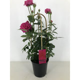 Rosa Sparkling Select P22 - Ø22cm - ↕70cm