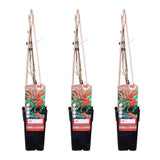 3x - Lonicera Brownii 'Dropmore Scarlet' - ↨65cm - Ø15
