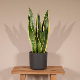 Sansevieria Laurentii - Langue de Dame - Ø14cm - ↕40cm