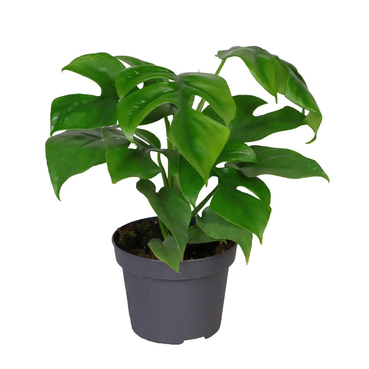 Philodendron Minima - Plante d'intérieur élégante dans un pot de Ø12cm