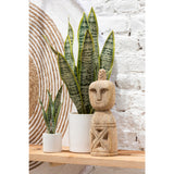 Plante Sansevieria J-Line en pot vert, vue de face