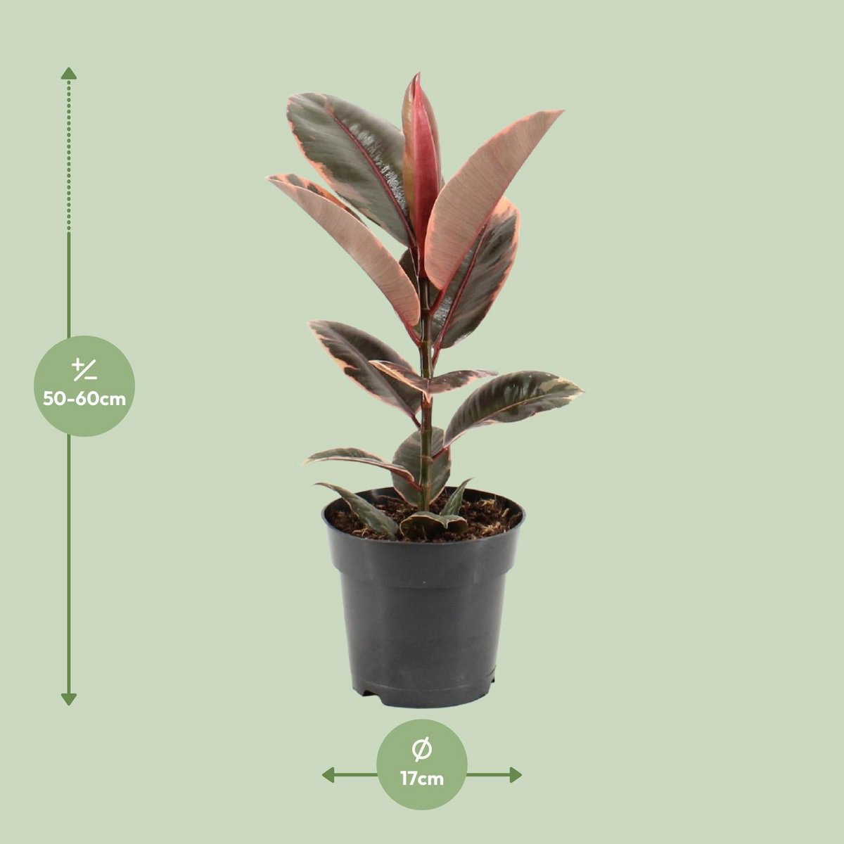 Ficus elastica Belize - Ø17cm - ↕55cm