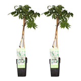 2x wisteria floribunda 'le plus long blanc' - ↨65cm - Ø15