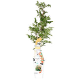 Plante grimpante Campsis orange